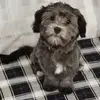 Diane Rioux - @diane.rioux7 - TikTok