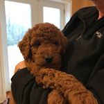 Diane Rish - @cooperthesuperdood - Instagram