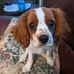 Diane Reed - Facebook