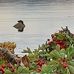 Diane Ross - Facebook