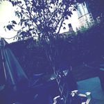 Diane Ross - @dianeross666qqf - Instagram