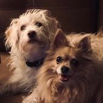 Diane Rowley - @rowleydiane - Instagram