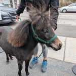 Diane Sabourin Hamel - @dianesabourinhamel - Instagram