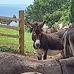 Diane Sargent - Facebook