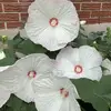 Diane Savage - @diane.savage25 - TikTok