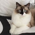 Diane Eisenstadt Schechner - @travelpro1 - Instagram