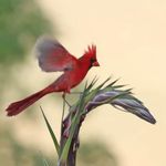 Diane Scheetz - @scheetzdiane - Instagram