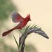 Diane Scheetz - Facebook