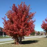 Diane Schell - @schell.diane - Instagram