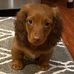 Diane Schell - Facebook