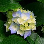 Diane Scheller - @scheller_diane - Instagram