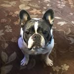 Diane Seaton Vosburgh - @luciepup314 - Instagram