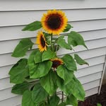 Diane Moore- Shepard - @dianeshepard68 - Instagram