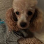Diane Shepard - @diane.shepard.7 - Instagram