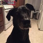 Diane Tremblay Shepard - @dididishepard - Instagram