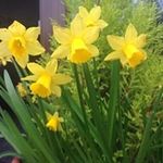 Diane Shields - @shields.diane - Instagram