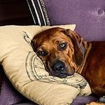 Diane Shields - @dianeshields18 - Instagram