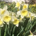 Diane Shoemaker - @dianeshoe85 - Instagram