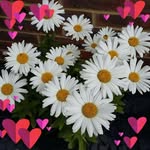Diane Short - @diane.short.904 - Instagram
