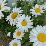 Diane Solari - @dianeks61 - Instagram