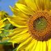 Duane Sorrell - Facebook