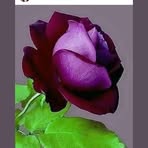 Diane Sowell - Facebook