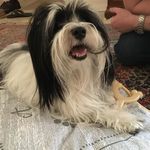 Diane Spiro - @dianespi - Instagram