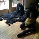 Diane Spiro Kletz - @dianekletz - Instagram