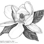 Diane Swain - @mistletoeandmagnolia - Instagram