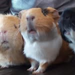 Diane Swain - @the_three_little_guineas - Instagram