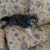Diane Swain - Facebook