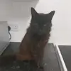 swain.diane - @swain.diane - TikTok
