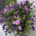 Diane Sweeney - Facebook