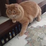 Diane Sweeney - @grandma_sweeney - Instagram
