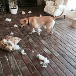 Diane Frazier Tate - @la_dolce_vita_tate - Instagram
