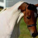 Diane Teague - @crazy_pony_lady - Instagram