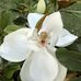 Diane Tilley - Facebook
