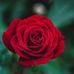 Diane Tobin - Facebook