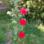 Diane Toombs - @toombs_diane - Instagram