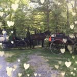Diane Torok - @dianetorok2 - Instagram