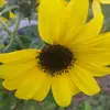 mommad. - @dianetorok622 - TikTok