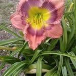 Diane Toth - @webscout2000 - Instagram