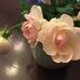 Diane Tremblay - Facebook