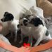 Diane Trowbridge - Facebook