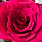 Diane Ulrich Defilippo - @ddflipo - Instagram