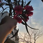 Dina Ezzaldeen - Facebook