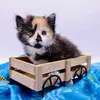 CatLady - @dianevalk - TikTok