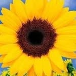 Diane Valent - @diane.valent.12 - Instagram