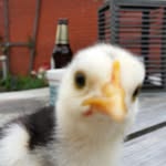 Diane van der Laan - @diaantjevanderlaan - Instagram