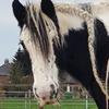 Diana van der Putten - @dianavanderputten - TikTok